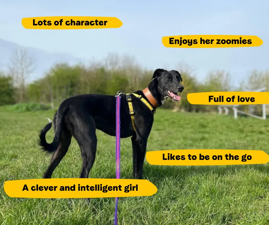 Lexi is looking for her forever home and an active family that can keep up with her spritely energy!💛 @DT_Loughborough📍 bit.ly/4byINpH