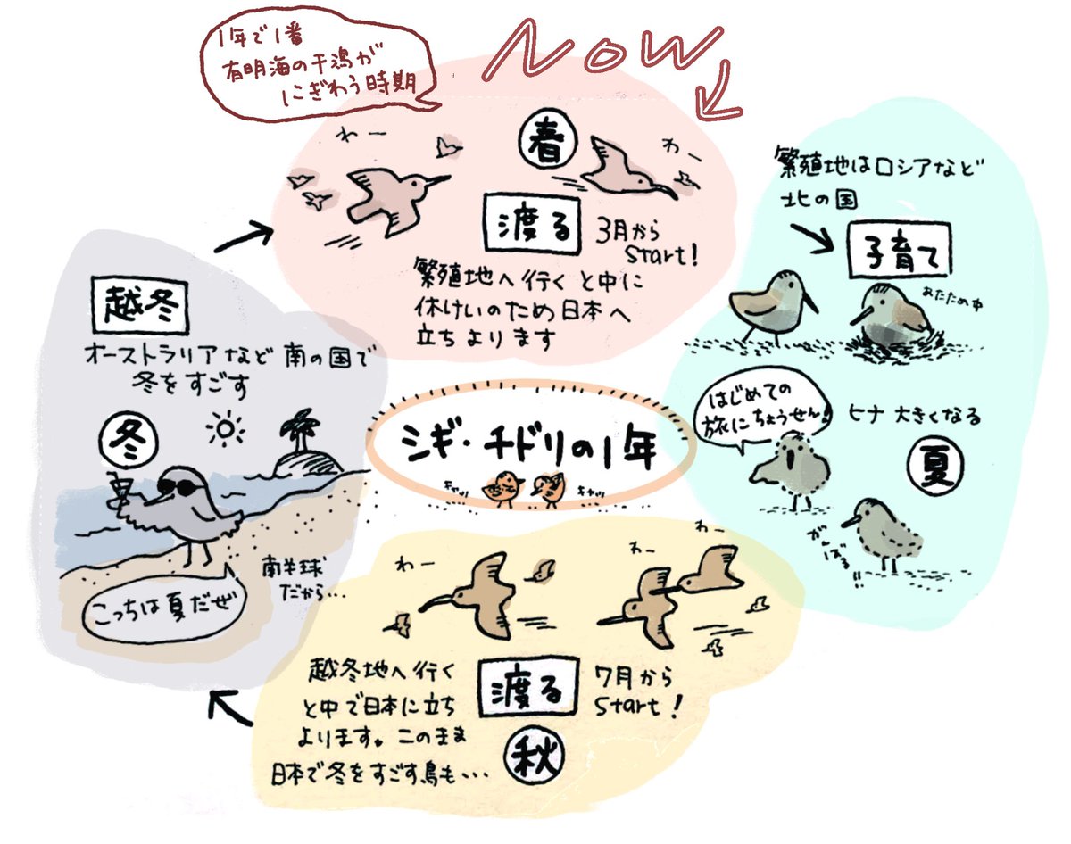 シギ・チドリの1年

大部分が渡り鳥であるシギ・チドリが
日本で見られるのは5月いっぱいまで

なので、近頃はシギチ好きの皆さんの追い込みが激しいのです😆

しかも有明海だと今週を逃すと、
再来週が今季最後の観察に適した潮巡りとなります

毎年
今年の春は一度だけ！

を合言葉に頑張ってます