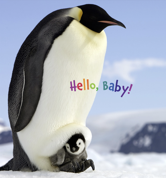 SleepingBearBks's tweet photo. From their feathery wings to their wobbly walks, baby penguins are so cute! Discover more about these adorable animals with your own adorable little one.

“Hello Baby Penguin” is available for purchase now!
https://t.co/TXYugEaoGG https://t.co/1Ubmb5sJxN