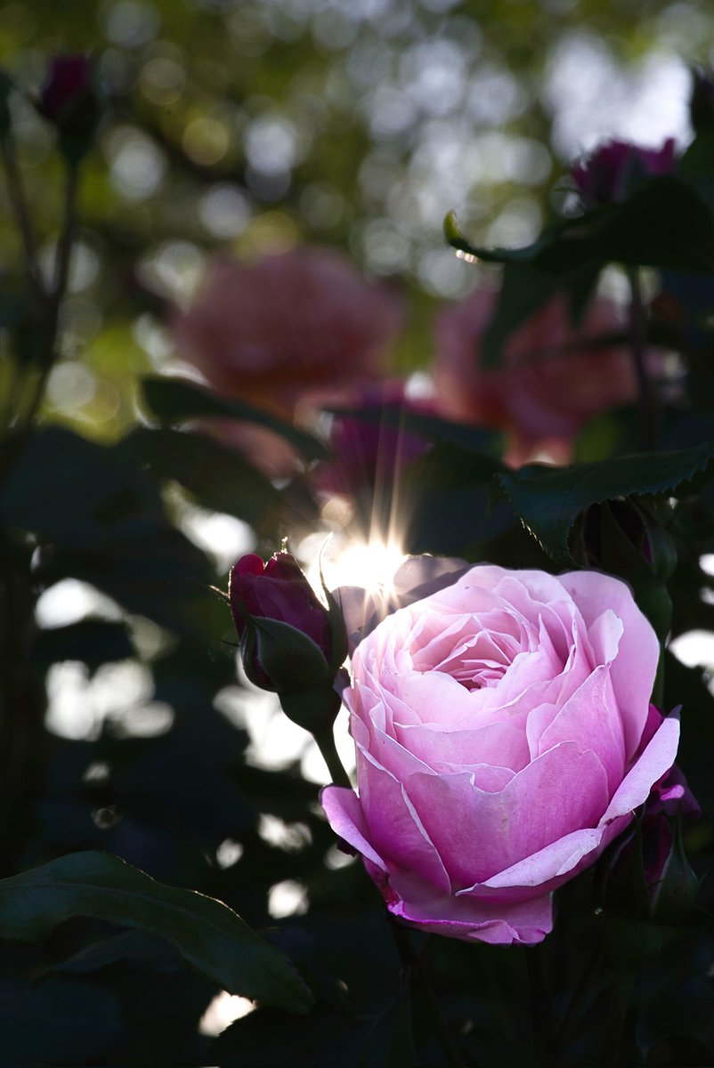 ばら公園いこいの広場でピンの薔薇撮影
っていうか。まだ早すぎて咲き乱れはもう少し先の、咲き🌹

#神戸町 #ばら公園いこいの広場 #薔薇 #噴 #公園 #写真好きな人と繋がりたい #pentax #pentaxk1mkii #ペンタックス #リコペン #リコー #ogakiphoto