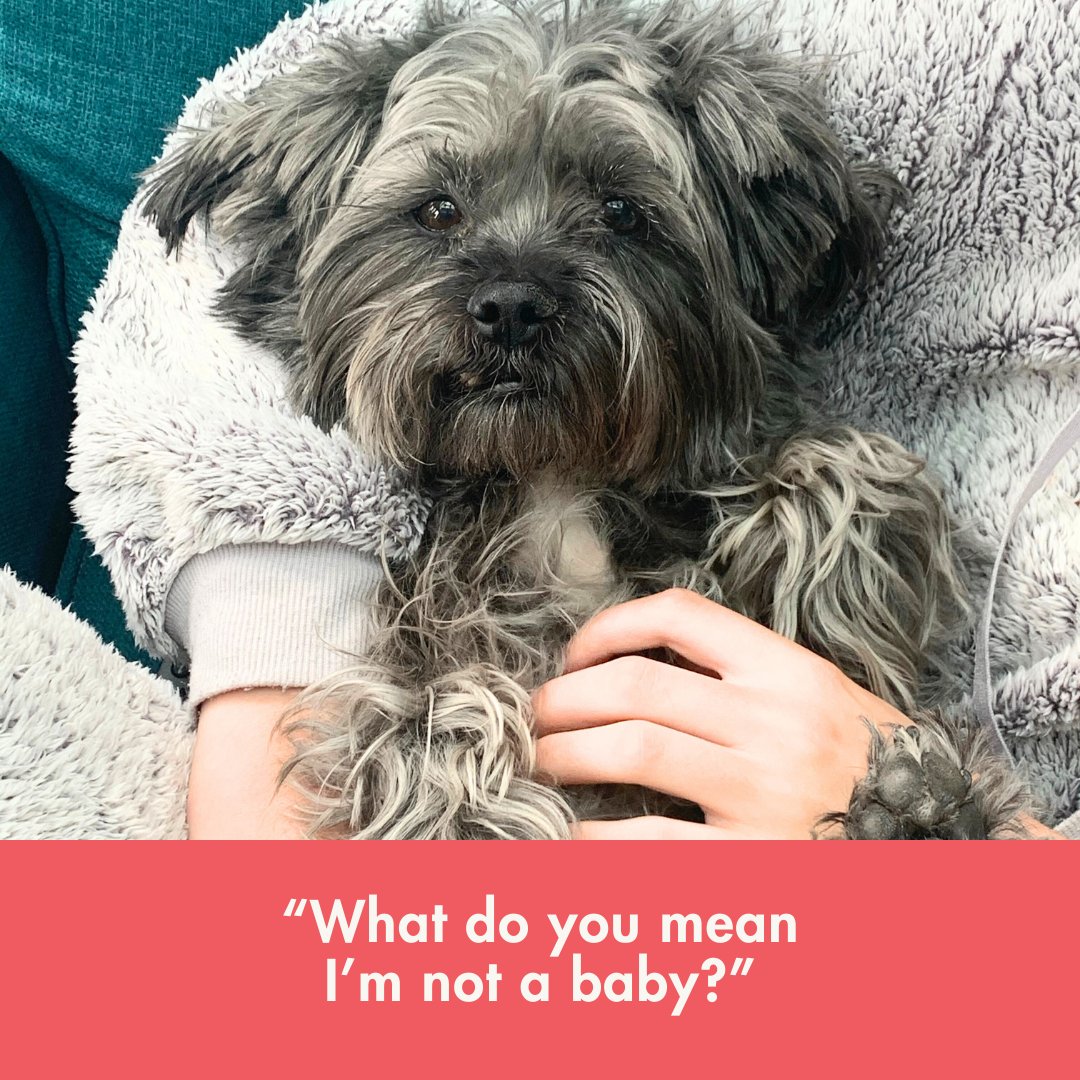 petfriendlyio's tweet photo. "Excuse me... but I was told there would be baby talk and belly rubs?!" 🐶🐱💬 https://t.co/A2VNz0xoyi