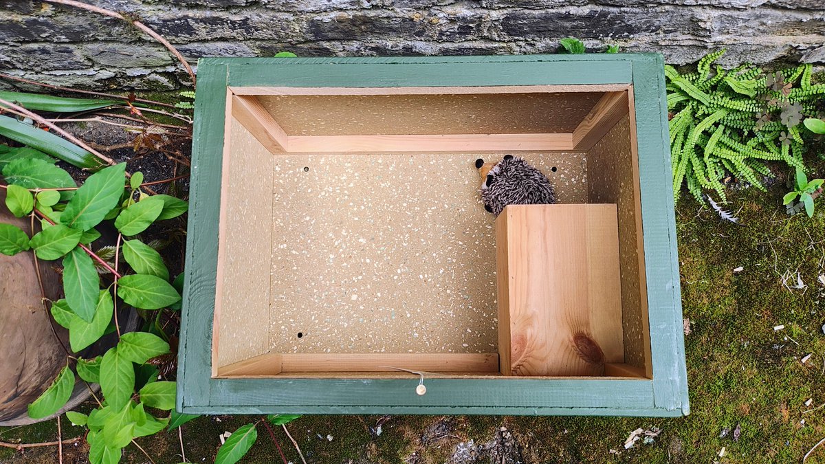 🦔🏡 WIN A HEDGEHOG HOUSE! 🦔🏡 Head over to our Facebook page to enter our #HedgehogWeek competition! Simply share a picture and explain a little bit about how you help #hedgehogs. 👉facebook.com/ptes.org #HedgehogStreet is run by us and @hedgehogsociety