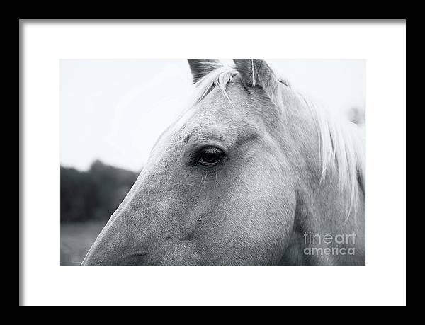 Waiting: fineartamerica.com/featured/waiti… #buyintoart #horses #art #photography