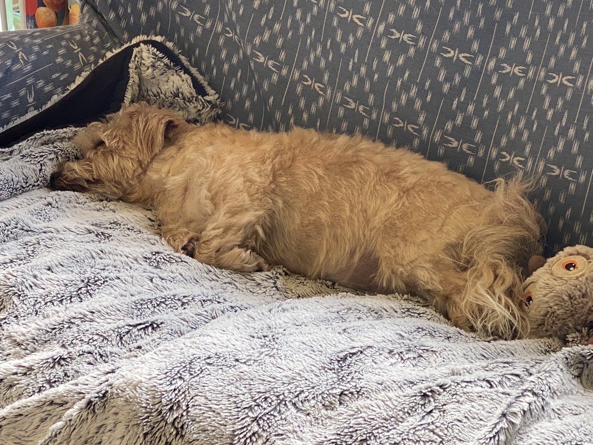 Teasel has had an exhausting morning making up 5 beds.!! After my son’s party weekend.!! Thank heavens for dry sunny weather drying so many duvets , sheets and towels.!!