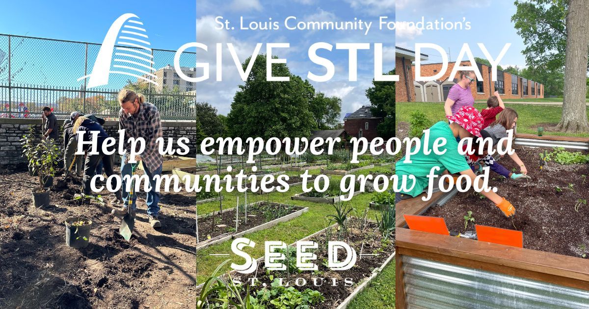 🚨 It's Give STL Day! 🌱 By donating to Seed St. Louis you help us empower people and communities to grow food. There are multiple power hours throughout the day to increase the amount of your donation! buff.ly/3QC0dtg Give today ~> buff.ly/4dxXZoW