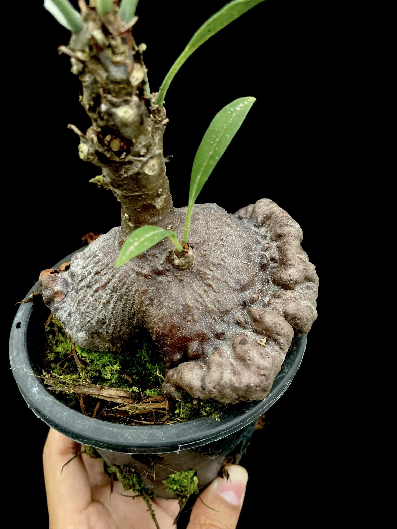 【オンラインショップ】 itome@伊藤蟻植物農園 on X:  その他観葉植物