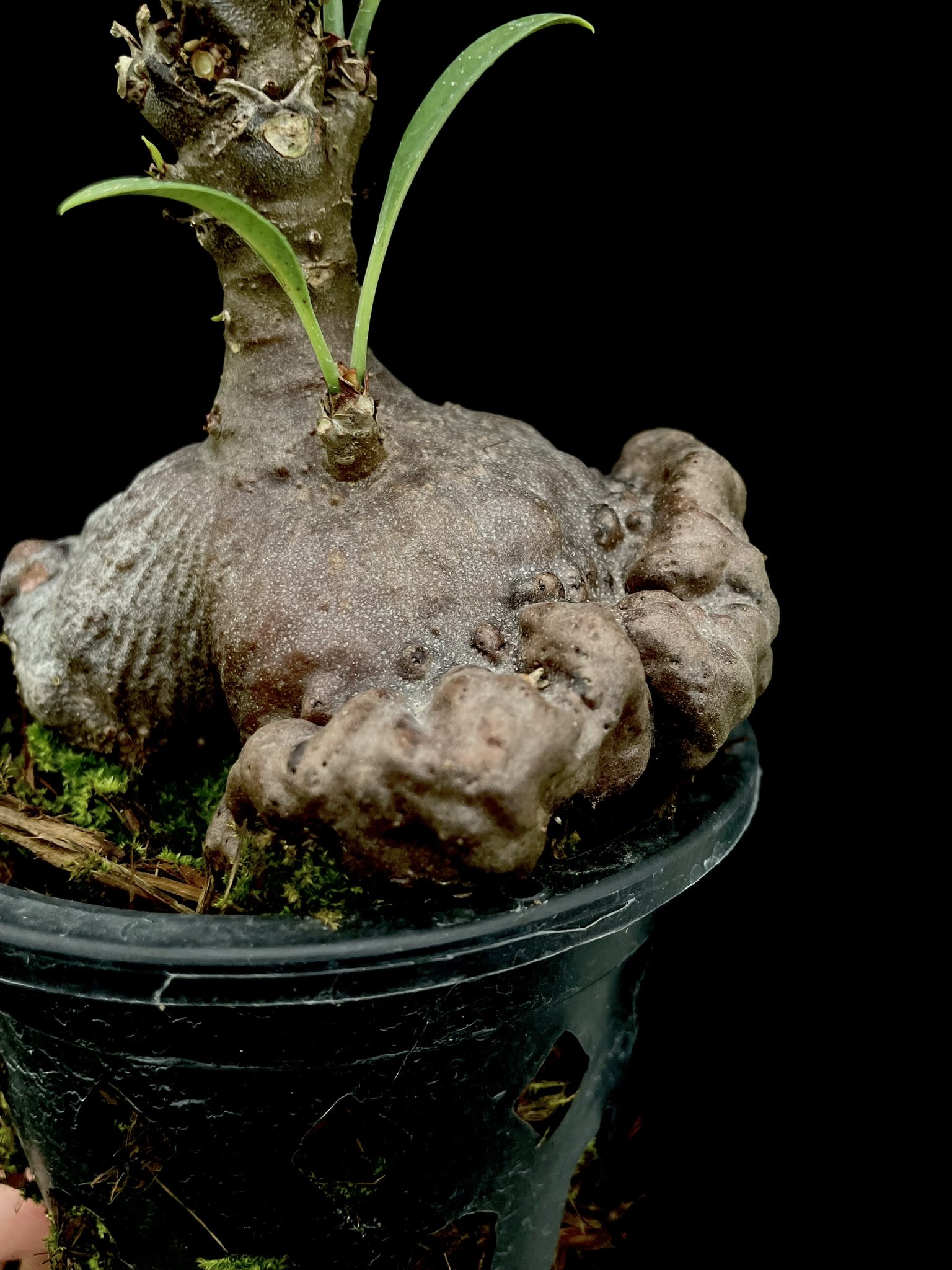 Curator's Corner - Myrmecodia spp. - GGGP