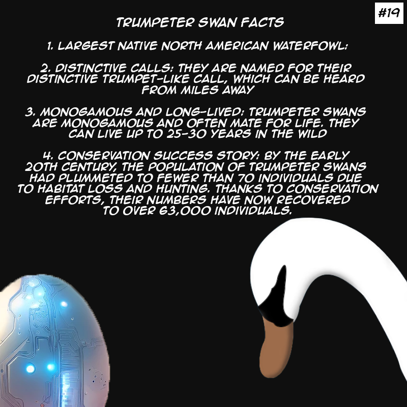 MekaSwans's tweet photo. GM! Here's today's 🦢#SwanFacts did you know in the Meka Swans community it's the Trumpeter Swan that's designated to make all announcements  ...   

🚨 2  left for #NFTs #Giveaway enter now link in bio

#MekaSwans #ThirdArcade #NFTCommuntiy https://t.co/Pr2ydXzL62