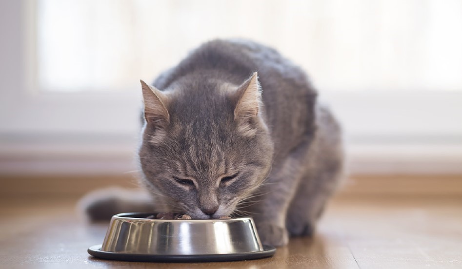 Pet parents expect their cat’s food to help address health challenges

Click to read more👉 tinyurl.com/mr6chwzu

@Cargill | #catfood #catparents #dryfood #pethealth #petparents #petproduct #wetfood