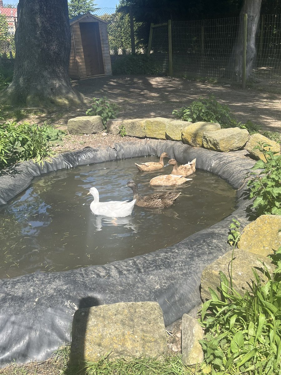 Imagine a workplace where you can go and see ANIMALS during lunch 🫏🦆💗 #lovemyjob
