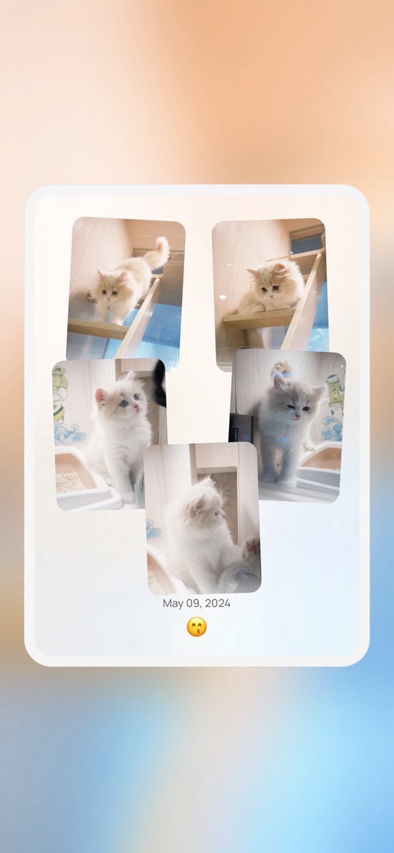 thecuvii's tweet image. Check out my Photo card from moimoi @moimoi_app! 🎉 #moimoi #digitalmosaic