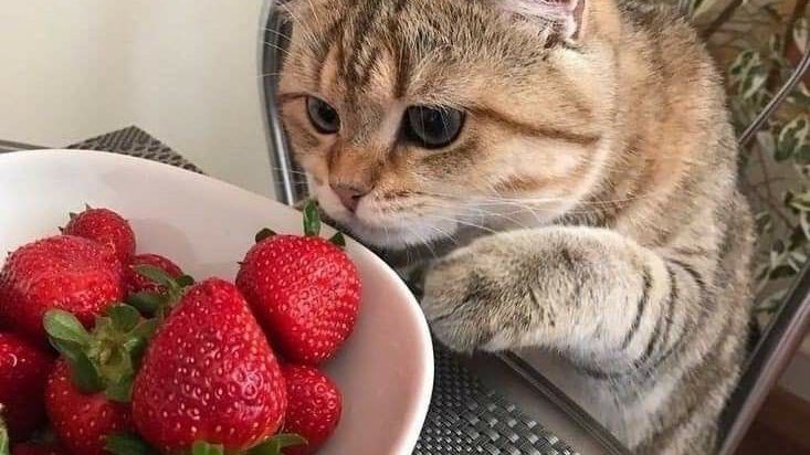 strawberries 🍓