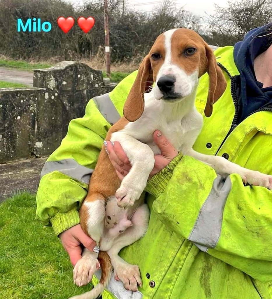 ‼️FOSTER NEEDED‼️ Sadly, this morning, we had to arrange for one of our pups, Milo, to come back to kennels. Milo was living with a family (2 young children) and due to some health issues of the adopter, we decided it was best he came back into our care. Milo is 7 months old.