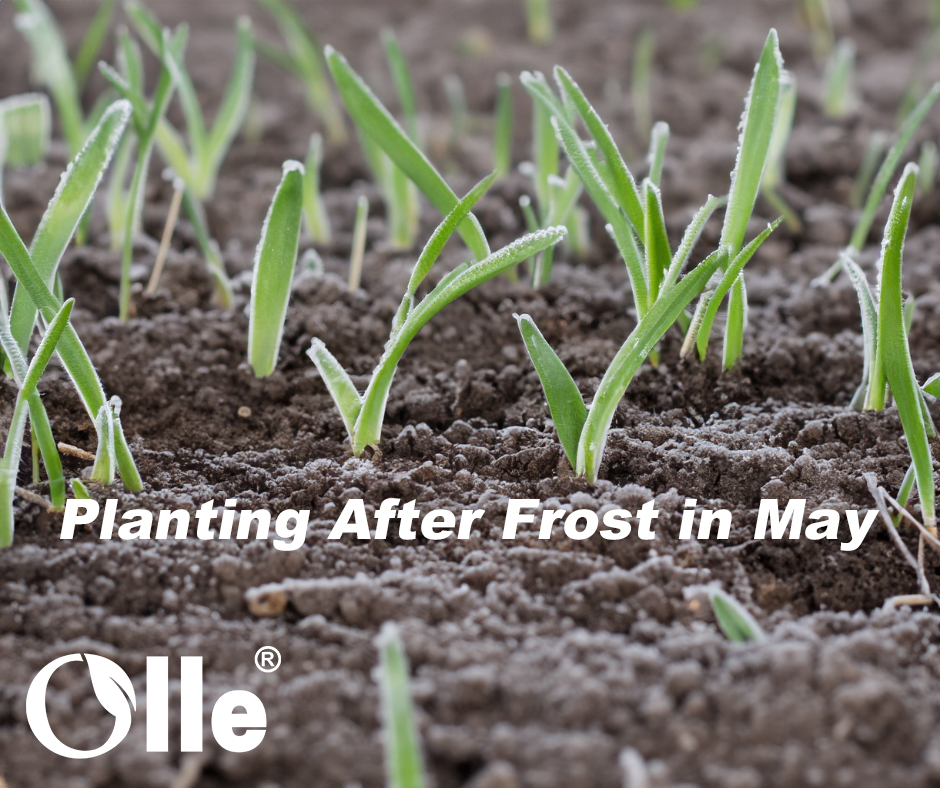 👨‍🌾 Olle Garden Tip After the last frost, it's safe to start planting in your garden. ow.ly/fsaa50RAfT2 Share your area and when it's best for you to plant and what you'll plant.

#ollegardens #ollegardenlife #plant4fun  #GardeningTips #GardenSeason