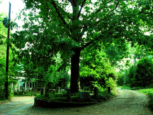 Le saviez-vous ? THE FAMOUS “TREE THAT OWNS est un chêne blanc situé à Athènes, en Géorgie. Son propriétaire l'aimait tellement qu'à sa mort, il lui accorda son autonomie. L'arbre d'origine s'est vu accorder par son propriétaire un terrain de 8 pieds de rayon. L'acte officiel…