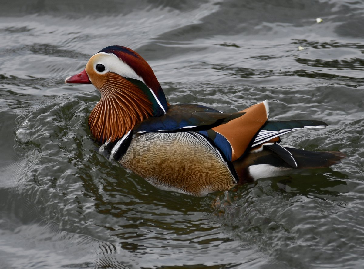 A mandarin drake from #bushypark last week. #ducks #mandarin #Nikon @theroyalparks