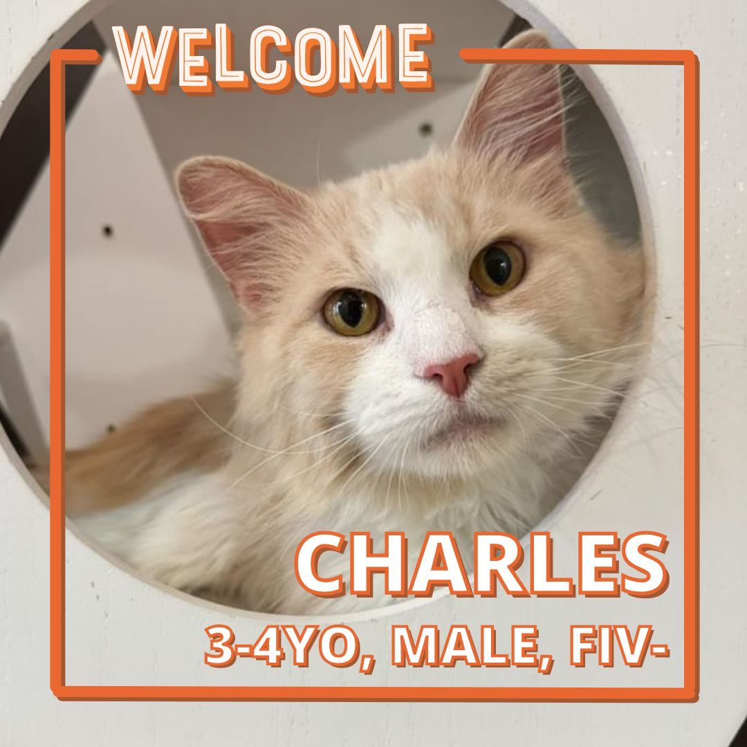 Hi, I’m Charles! I’m part of the Waterbury22, where my we were left outside the Waterbury Animal Control in the snow. I am a gentle, friendly boy who loves pets and chin rubs. I’m looking for a home with adults or older kids (10+) and at least one other kitty. No dogs, please!