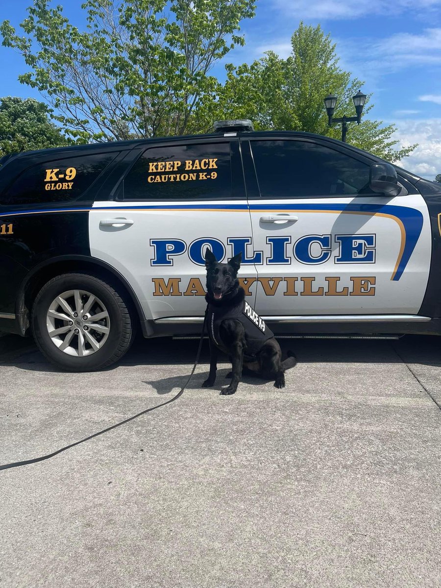 K9 Glory of the Maryville (TN) Police Department is looking protected and appreciated in her bullet and stab protective vest from VIK9s! Glory it’s an honor to help protect you!

#K9Safety #SupportK9Heroes #VestedInterestInK9s #LifeSavingVests #K9Appreciation #HelpVestK9s