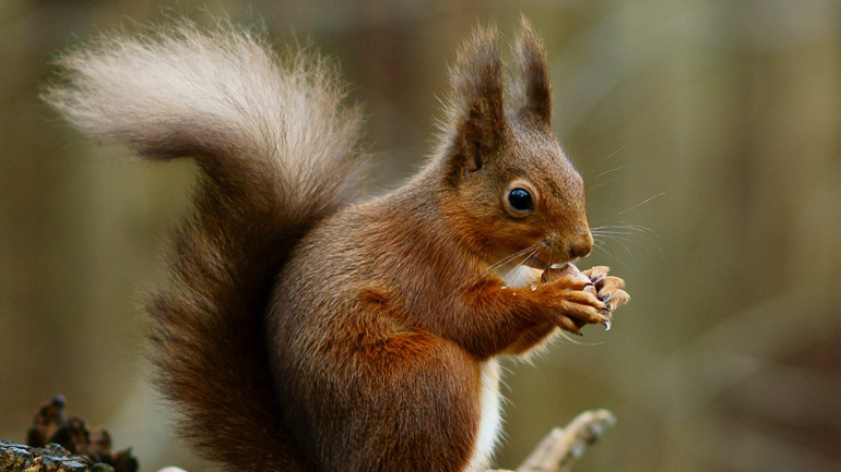 News | Red squirrel and human leprosy link found at English medieval archaeological site ➡️ le.ac.uk/news/2024/may/… #CitizensOfChange