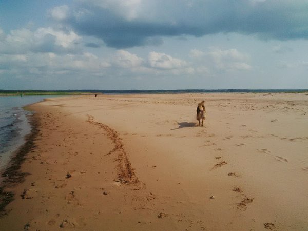 The oldest photo I have on my phone is this photo of The Dawg, my Calypso, running on the beach at Stanhope Cape in the spring of 2016. She was 13 then. I hope she is still running on a beach past the rainbow bridge.