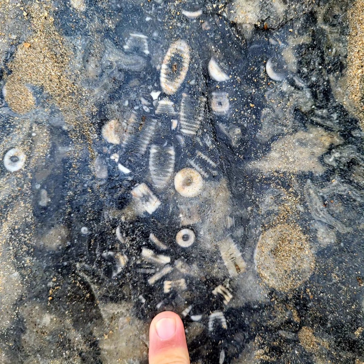 Ammonite and Crinoid fossils in the Ballybunion limestone. 
County Kerry, Ireland.