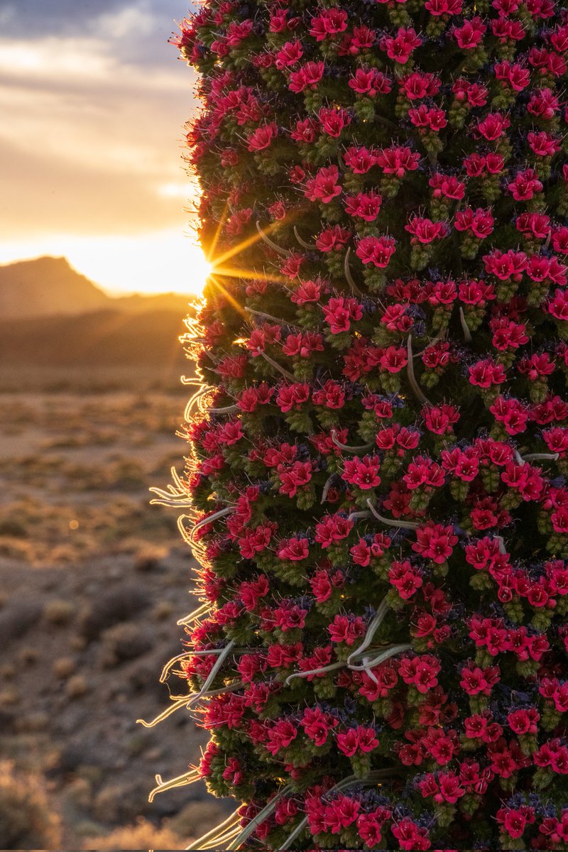 Comienza la floración del tajinaste en el Parque Nacional del Teide 🇮🇨🪻