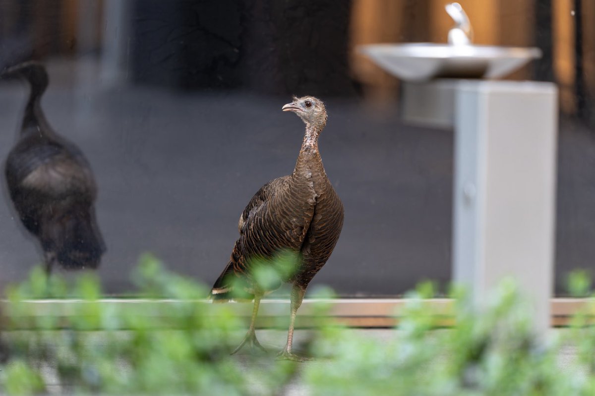 Astoria the wild turkey outside a Midtown office building last night.🤎🦃

#birds #birding #birdcpp