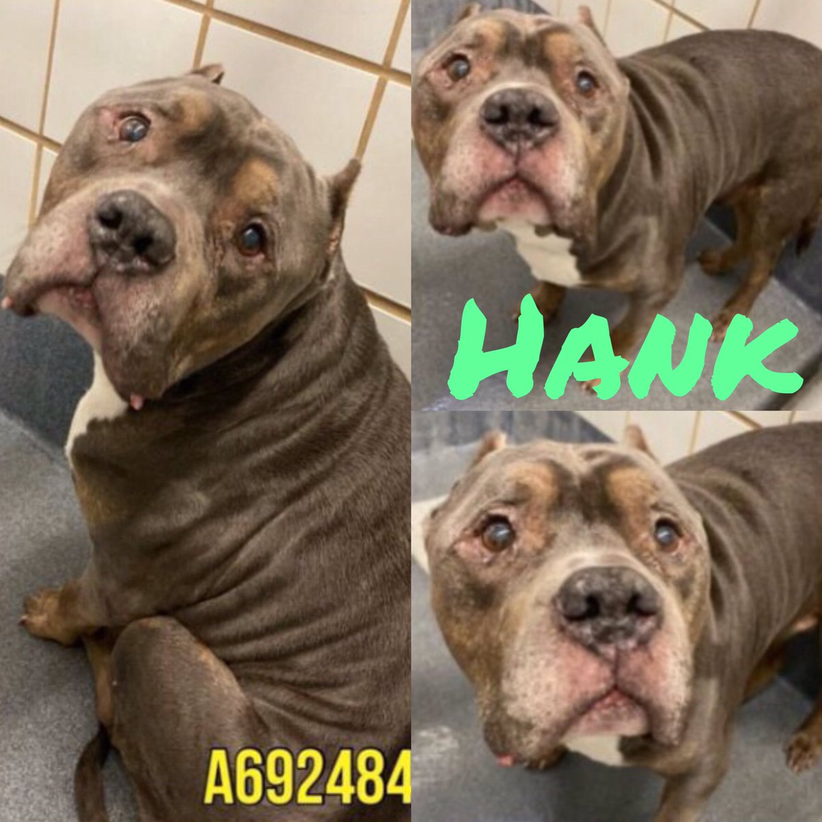 🆘 POSSIBLY DEAF, MEDICAL & SENIOR #AMSTAFF DOG HANK ❤️#A692484 (10 yrs 7 mths nM, 85lb) IS TBK TODAY 5.9 BY SA ACS #TEXAS‼️ 💕He’s a total sweetheart & vocalises for affection💘 🚨difficulty walking, possible deafness, mass on the abdomen #Foster/#Adopt ☎️2102074738 #Pledge 🙏🏼