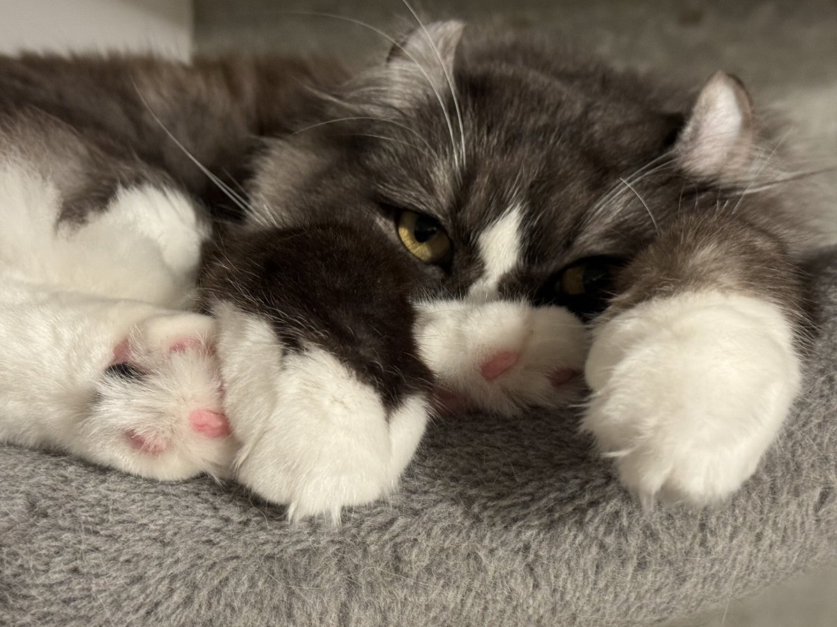 足と手が交互の猫