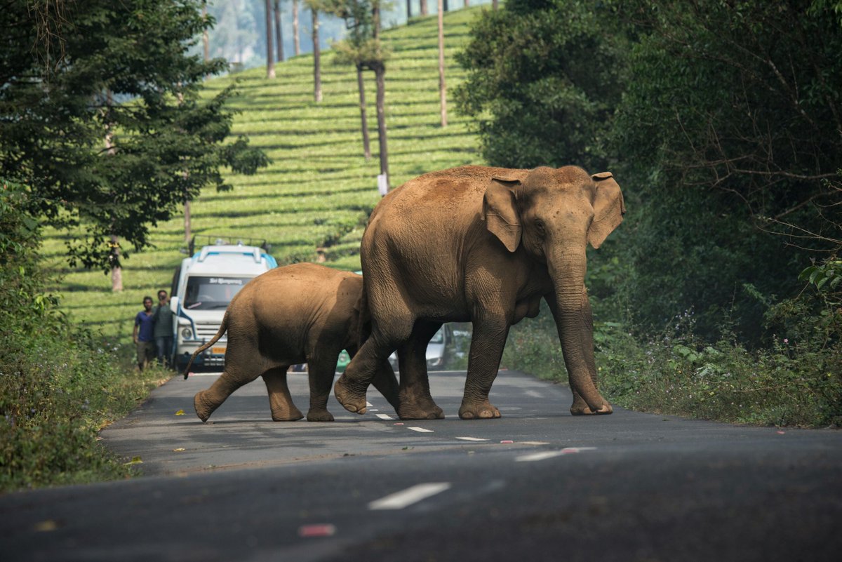 A new handbook recommends how to avoid elephant deaths on roads, rail tracks. 🐘 Developed by two @IUCN specialist groups, the handbook brings out eco-friendly engineering and technical solutions to poorly planned linear transport infrastructure that disrupt elephant movement in…