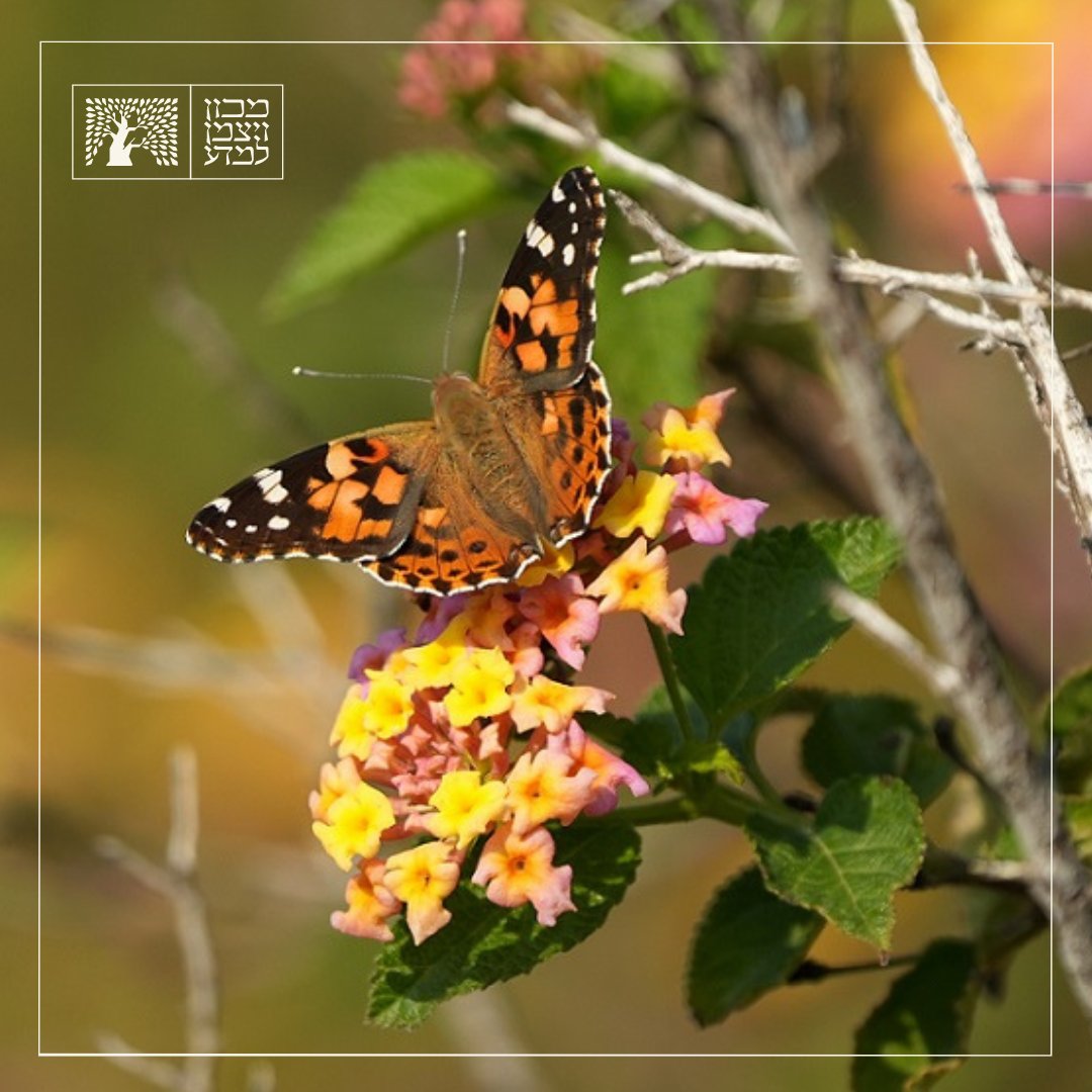 These #butterfly pictures by Yossi Shohat, our green campus coordinator, have something in common: (besides being captivating, of course.) The flower in all these photos is a Common #Lantana. So what makes the Lantana so popular among the Institute's butterfly community? First of