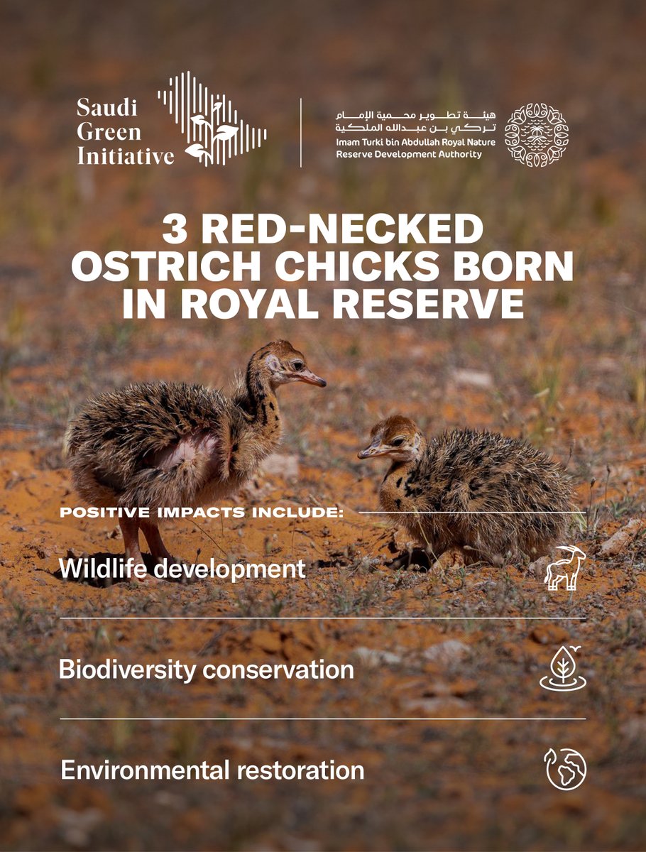 🪶 The Imam Turki Bin Abdullah Royal Nature Reserve Development Authority announced the birth of 3 red-necked ostrich chicks. Considered extinct in the northern region of the Kingdom for a century, the birds form part of @ITBA_SA's ostrich-resettlement program launched in 2021.