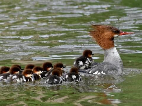 Momma Merganser and 7 ducklings (not ugly)! (The close up pic is from the internets)