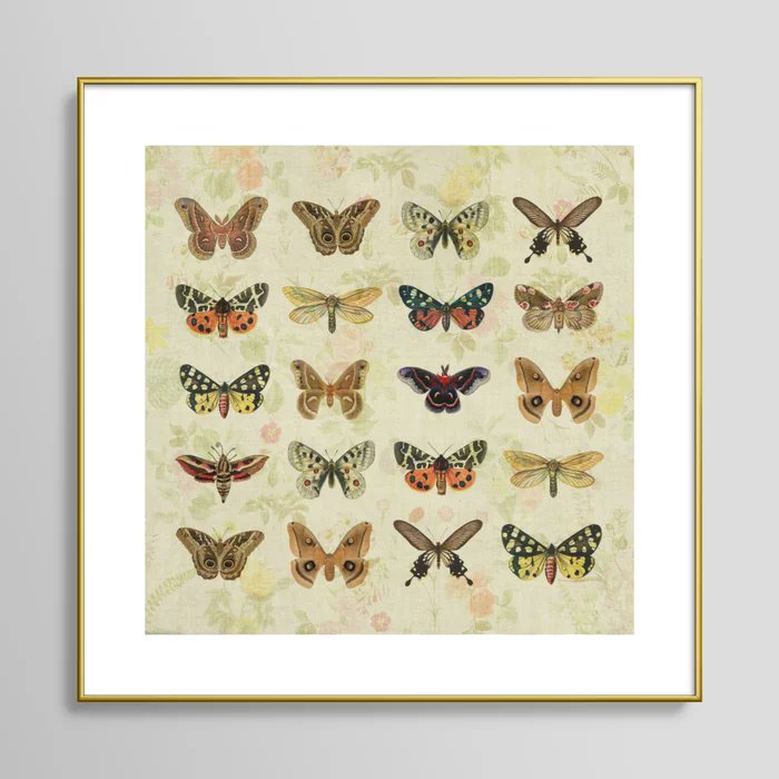 Moths & Butterflies Framed Art Print society6.com/product/moths-…