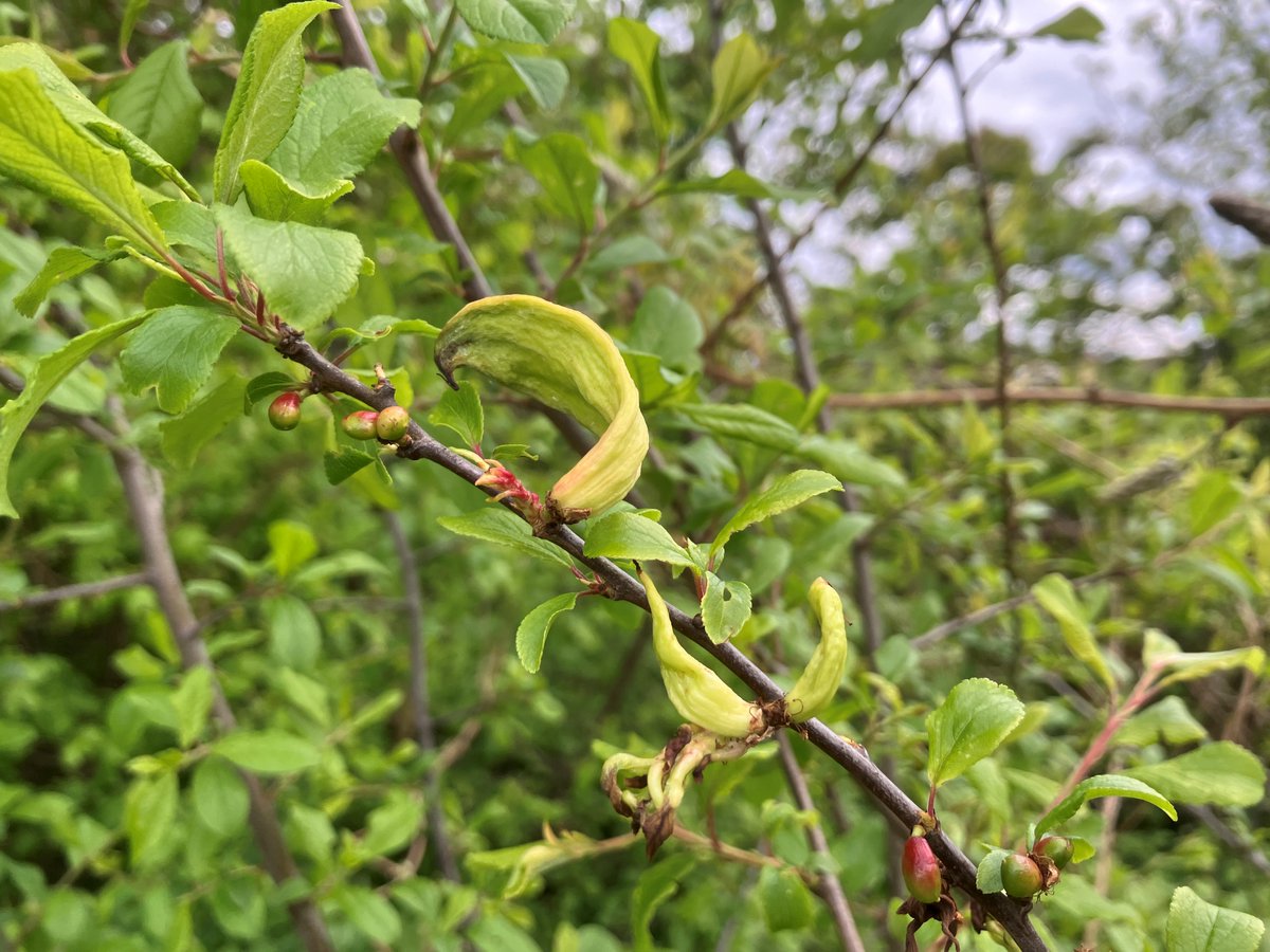 #DYK our RHS Plant Health Team examines thousands of plant samples each year? They identify the top diseases gardeners face, with tulip fire, blossom wilt of fruit trees & pocket plum fungus entering last year's Top 10 Read more: rhs.org.uk/science/articl… #PlantHealthWeek