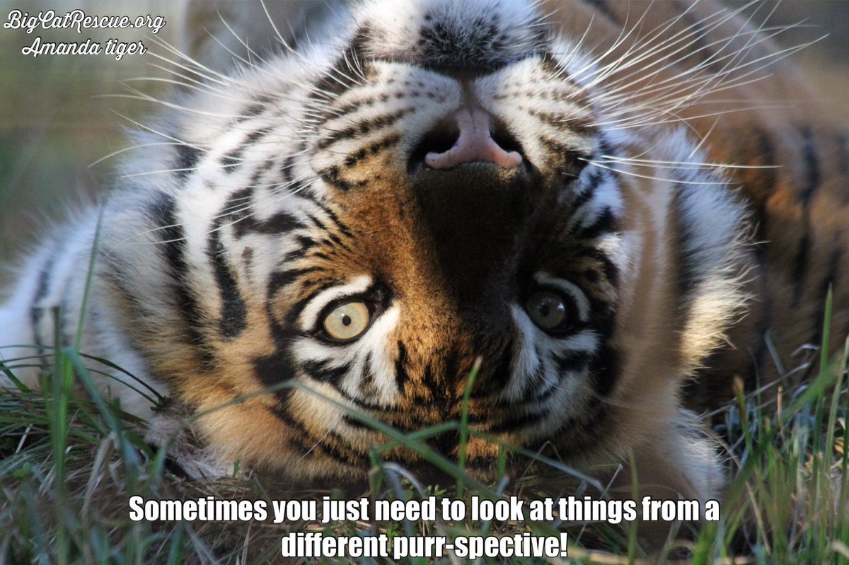 “Sometimes you just need to look at things from a different purr-spective!” #AmandaTiger #BigCatRescue #BigCats #Tiger #Memes #Quote #Quotes #Life #CaroleBaskin