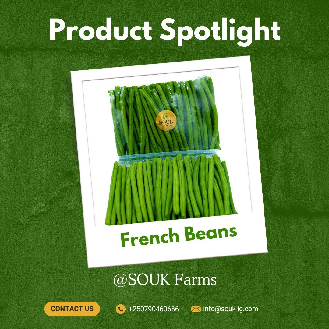 Today, we are going to explore the Dynamics of Rwanda's Agricultural Success: Imiteja (French Beans) 🌱
Spotlight on @SoukFarms, where these tender, edible pods from the Phaseolus vulgaris family are nurtured. #FrenchBeans #GlobalTrade #Rwanda