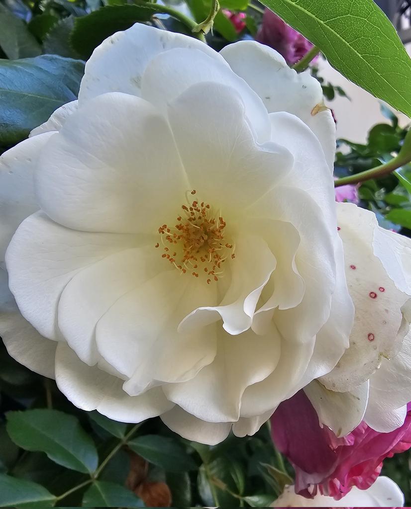 Metti il tuo desiderio tra le rose con un filo rosso..stasera Elia e Hizir leggeranno e potrà avverarsi quanto è nel tuo cuore Domani, lo getterò nel fiume che scorre.. 📷 le mie rose⚘️⚘️⚘️