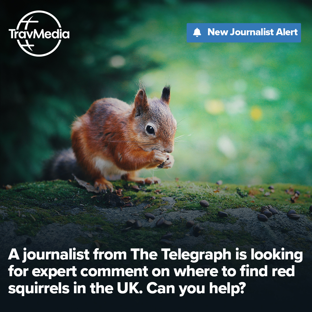 A journalist from The Telegraph is looking for expert comment on where to find red squirrels in the UK. Can you help? 💬 Respond to this request and 100s more right now at TravMedia. ➡️ travmedia.com #Journorequest #PRRequest ❓ Don't have an account yet? Register
