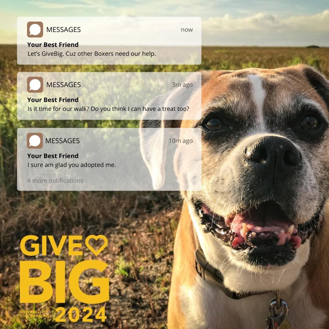 Hey, pawsome supporters! 🐾 This is your chance to make a BIG difference! MustLuvBoxers Rescue is thrilled to be part of #GiveBIG, two days dedicated to supporting local nonprofits like ours!

Wiggle on over to our #GiveBig website to donate: wagives.org/organization/m….