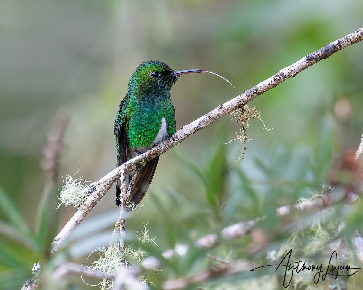 White-tailed Emerald
Microchera chionura
IUCN status - Least Concern
Sony A1 - Sony 600mm

#WhitetailedEmerald #Emerald #hummingbird #nuts_about_birds #earthcapture #nature #natgeoyourshot #naturephotography #sonya1 #sony600sony600mmf4 #birdsonearth #birding #hummingbirdsofcos...