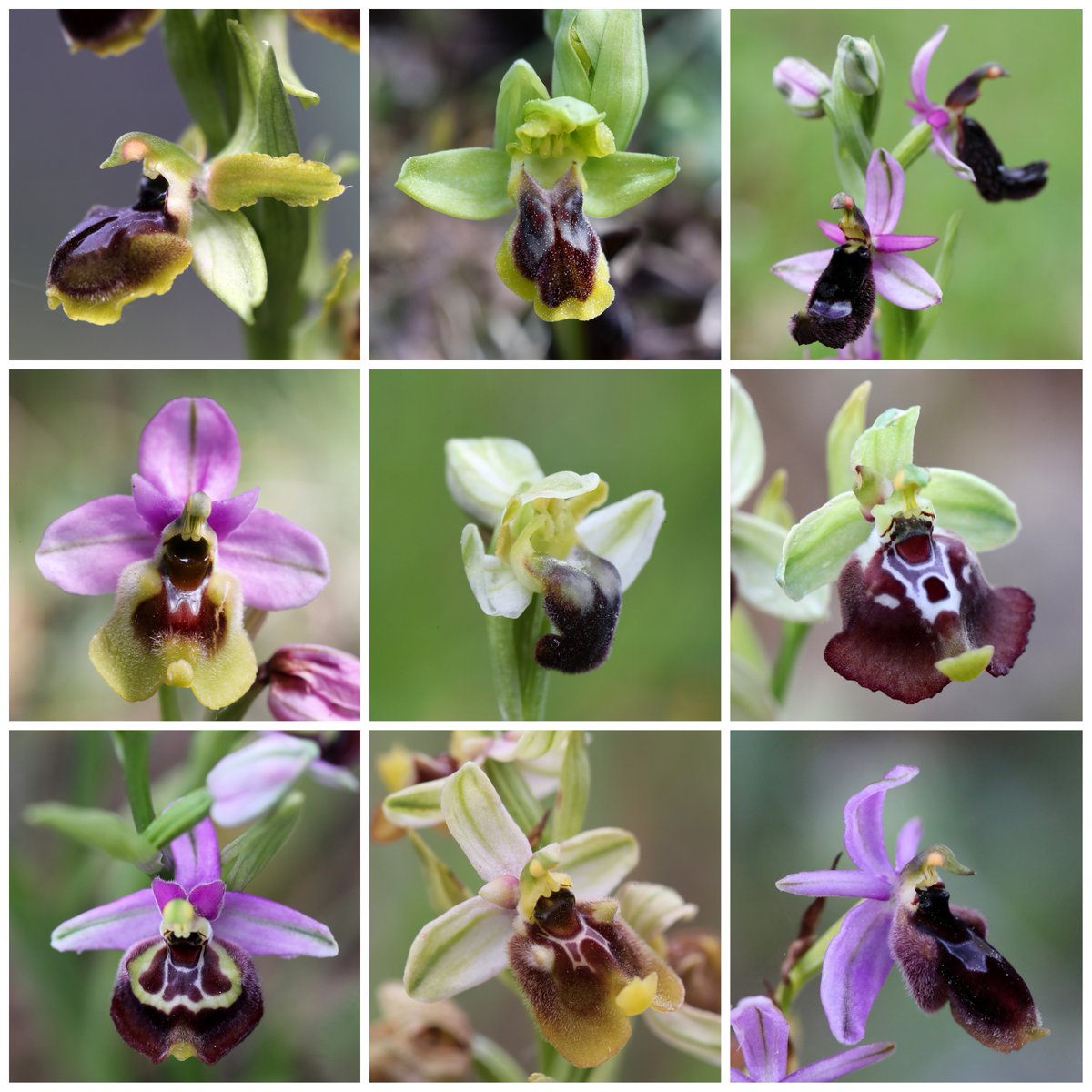 Just a few of the many species of colourful Ophrys bee orchids our recent Orchids of Sicily tour participants were treated to. The island is a hotbed for their kind, with many species and forms represented across it. We were in a bee orchid wonderland.