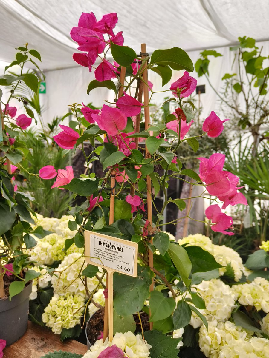 Can I  proudly show you:😁My new familymembers. (and one more, I show it in comments) 🥰💖🫶 I am sooo happy for these flowers, scent of flowers..

I just hope I would have more windows to south, so that they would live long.

I am haaappyyy!💃 Time to dance of the joy.