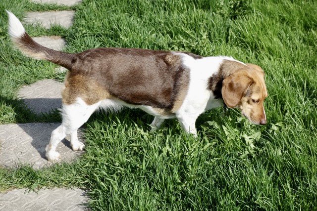 Despite the cool weather it has not kept the grass from starting to grow and turn green again. Hey dad, you are going to have to mow this again soon.