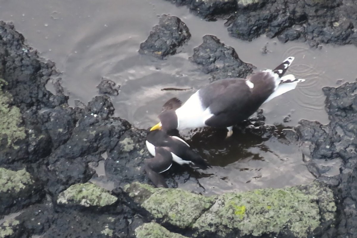 There's always non-stop action on the seabird cliffs, but today was some serious drama 😵 Out of nowhere a Great Black-backed Gull flew in, grabbed a random Razorbill by the neck, and carried it down to the rocks to subdue it. But had the gull bitten off more than it could chew?