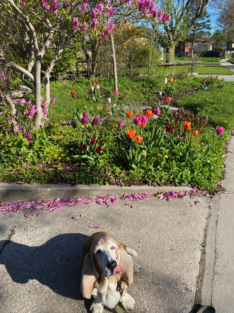 Daisy among the tulips this morning.