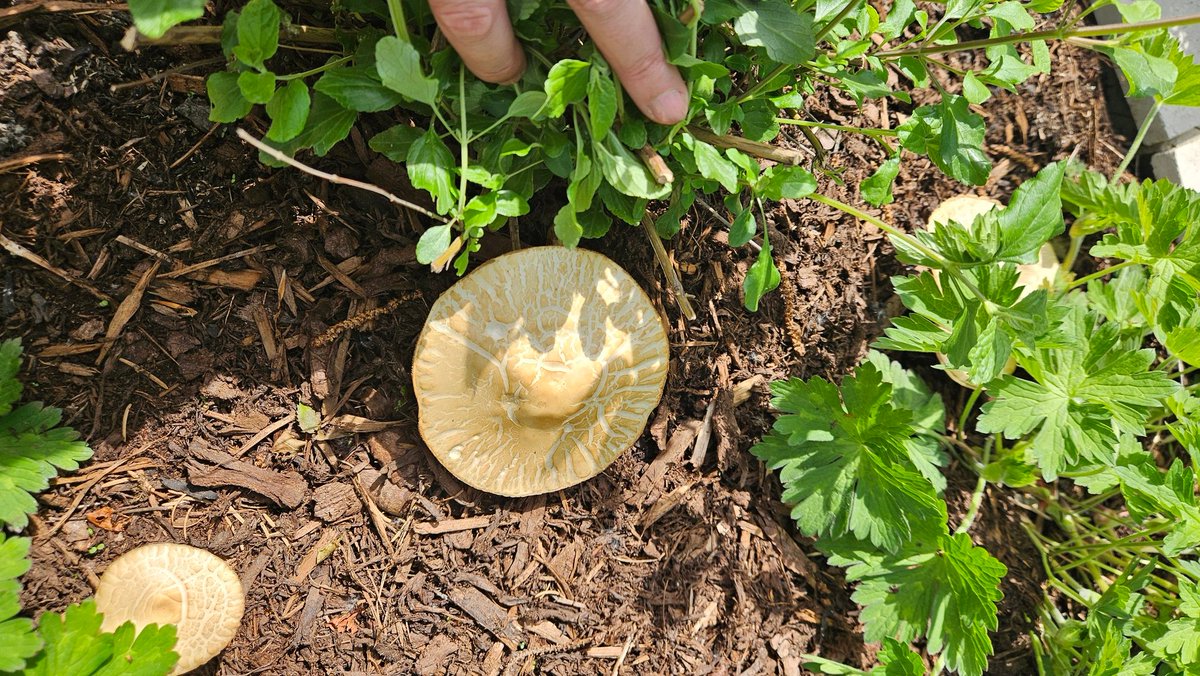 These mushrooms are everywhere in my garden. Annoying but anyone know if they're edible? *if you already troll, but inexplicably still follow me, then no need to answer 🫣