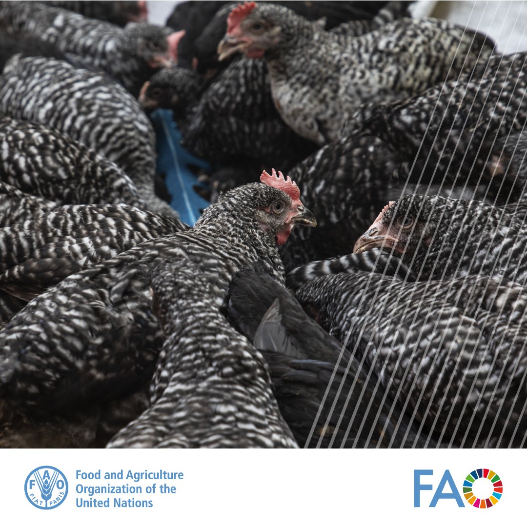 In Guinea, @FAO is working with actors across the poultry value chain to strengthen their capacities in detecting and addressing #avianinfluenza in high-risk areas.

Learn more about this serious disease at bit.ly/48g38hs

#ECTAD