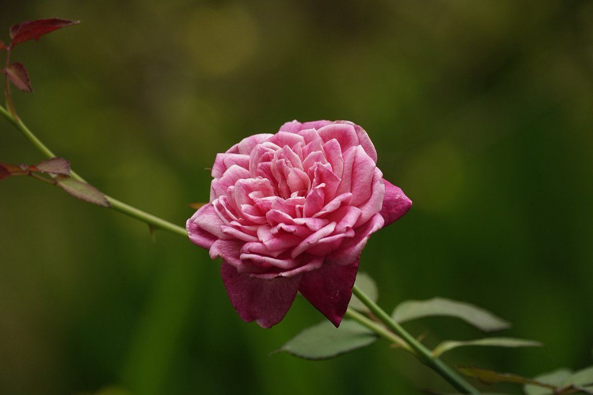 #GardenRoses #FlowerPhotography Photo by leducduy at Pixabay, Hanoi, Vietnam, May 7, 2024 #GardeningTwitter #GardeningX