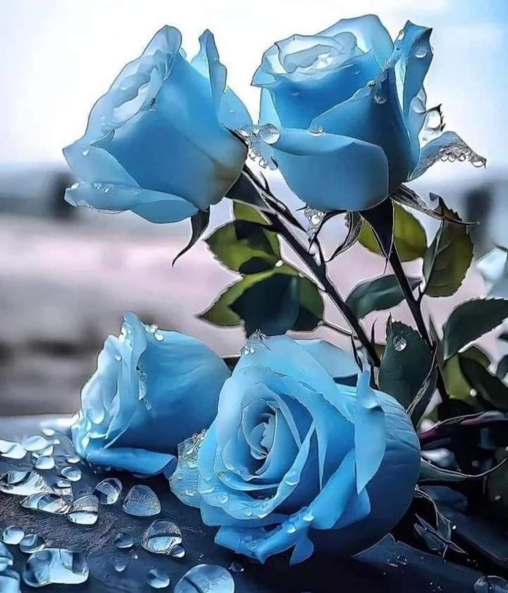 Good evening beautiful people 💕💗💕
#roses #TwitterNatureCommunity